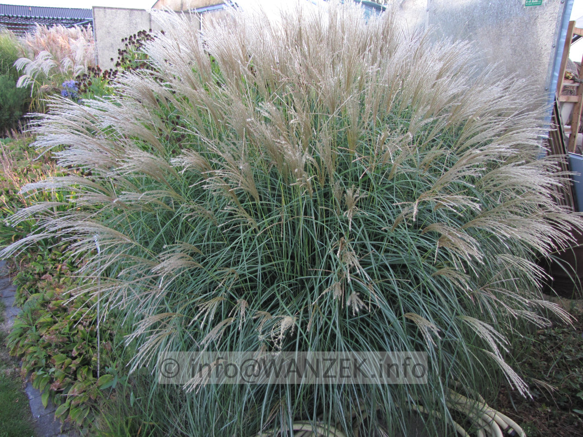 Miscanthus sinensis Adagio 01.JPG